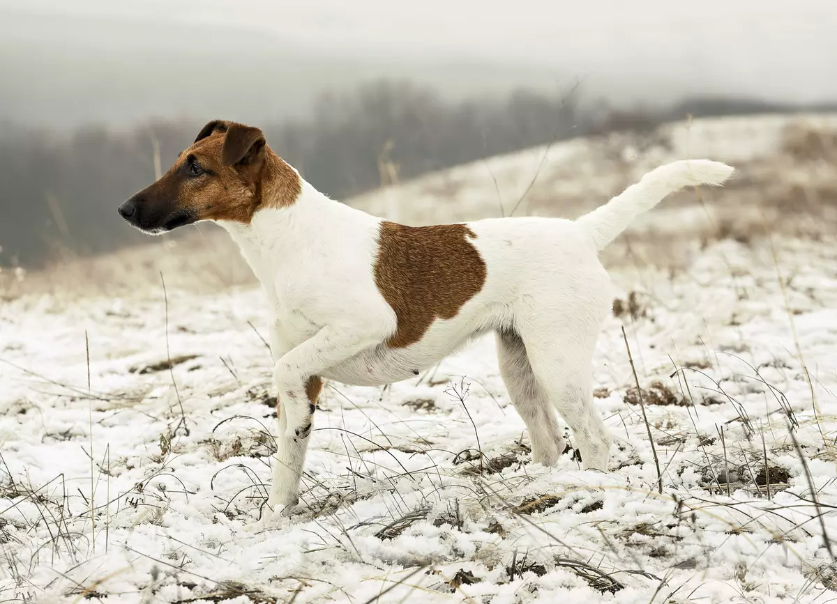 Smooth Fox Terrier (32 fotos): Descripción de la raza Shorthair, características del carácter. ¿Cuántos perros vives? 23065_15