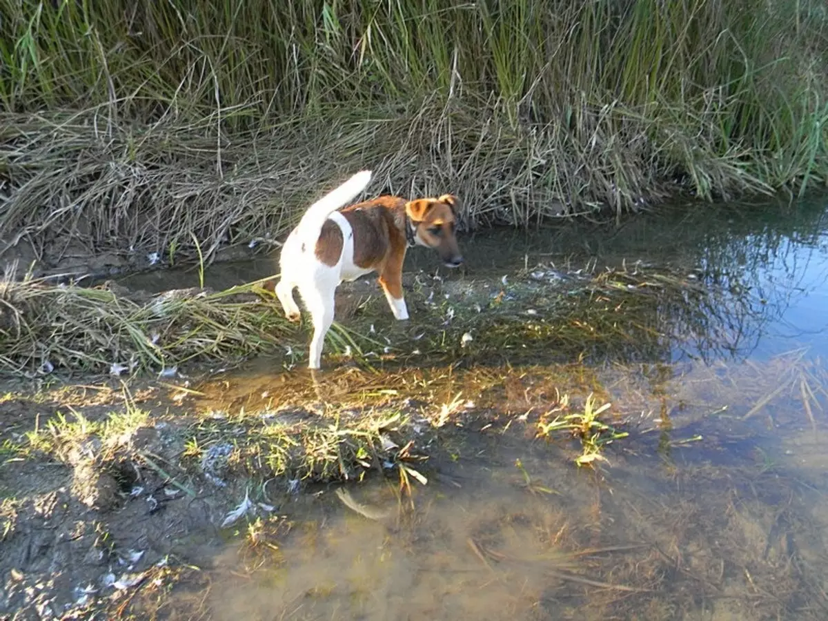 Smooth Fox Terrier (32 foton): Beskrivning av Shorthairras, karaktärsegenskaper. Hur många hundar bor du? 23065_16