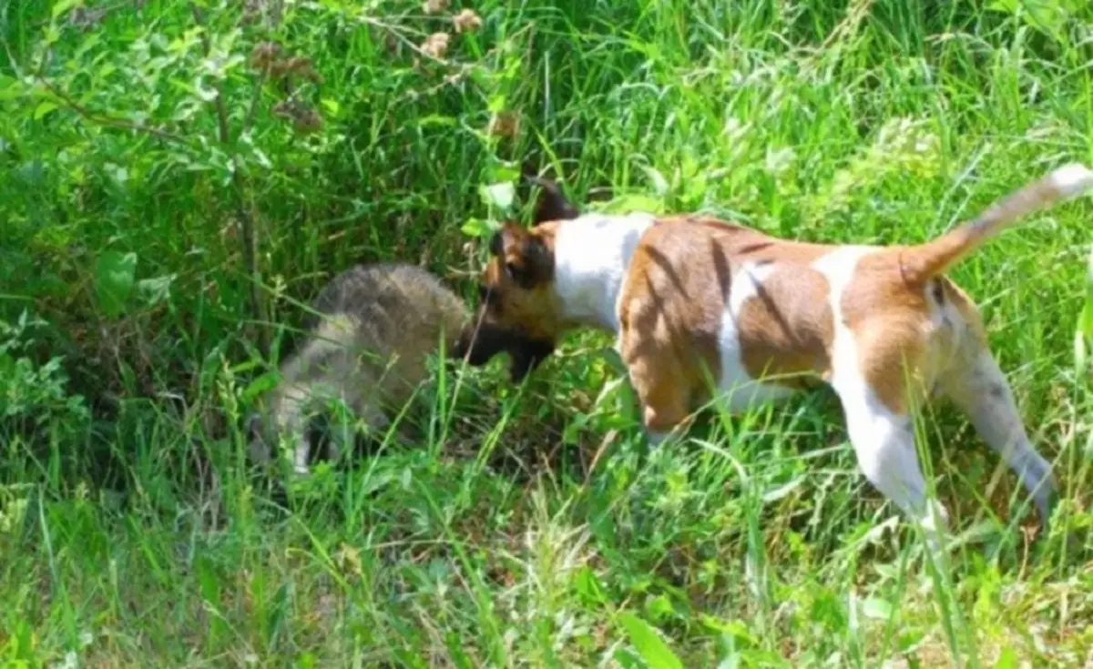 Fox Terrier រលោង (32 រូបថត): ការពិពណ៌នាអំពីពូជ Shorthair, លក្ខណៈនៃតួអក្សរ។ តើអ្នករស់នៅឆ្កែប៉ុន្មានក្បាល? 23065_17