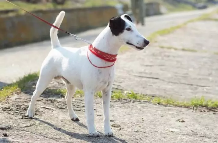 Smooth Fox Terrier (32 ảnh): Mô tả về giống Shorthair, đặc điểm của nhân vật. Bạn sống bao nhiêu con chó? 23065_2