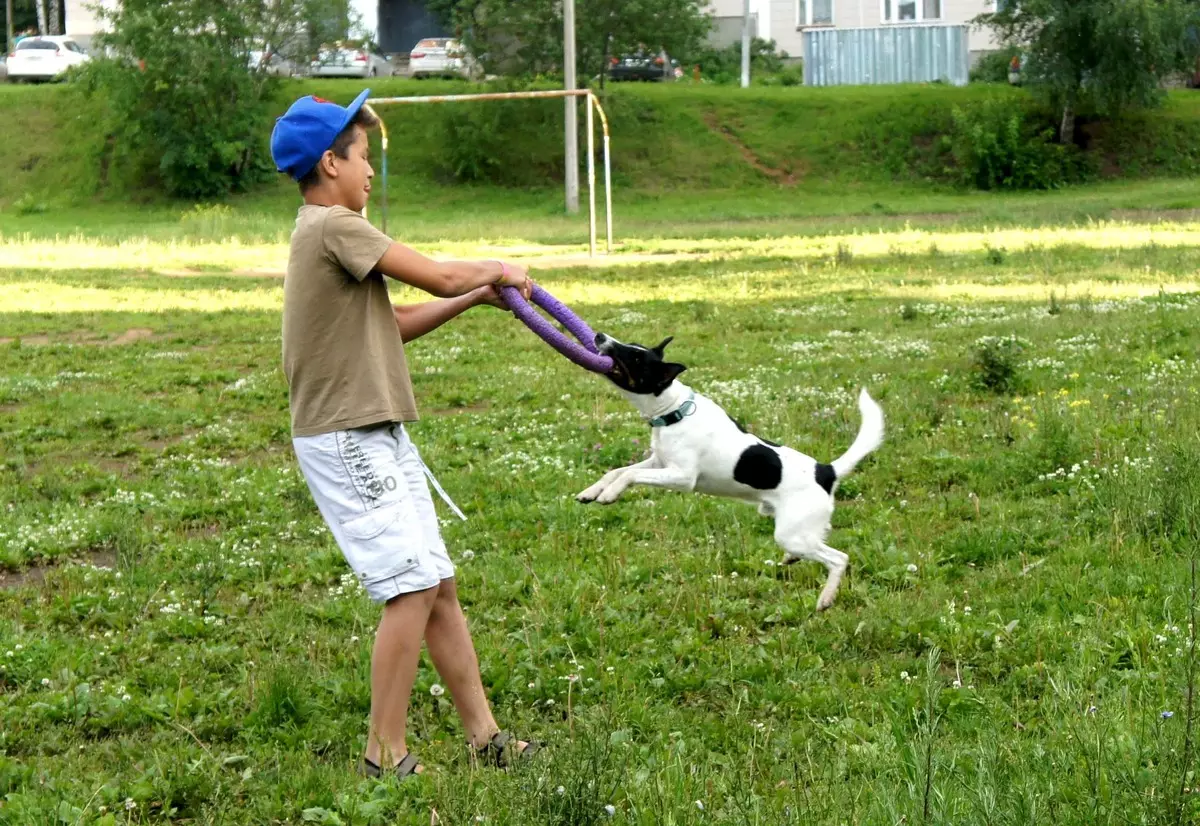 Smooth Fox Terrier (32 fotot): lühikarvalise tõu tähe kirjeldus, iseloomu omadused. Mitu koera sa elad? 23065_20