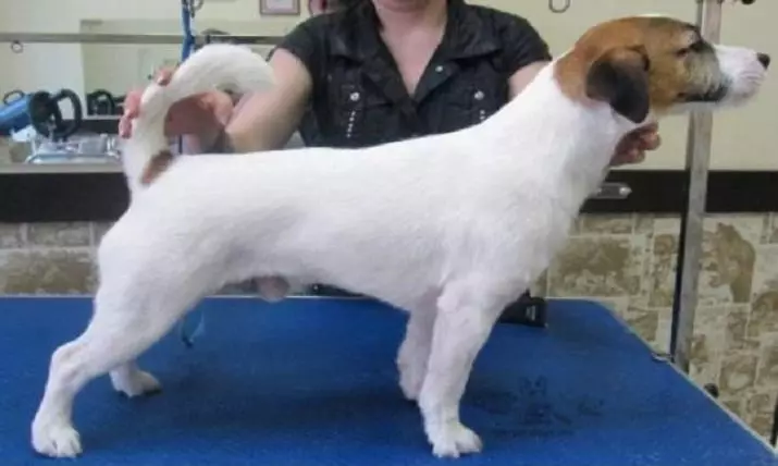 Glata Fox Terrier (32 fotoj): Priskribo de la Shorthair-raso, karakterizaĵoj de karaktero. Kiom da hundoj vi loĝas? 23065_23