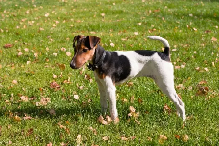 Smooth Fox Terrier (32 fotos): Descripción de la raza Shorthair, características del carácter. ¿Cuántos perros vives? 23065_3