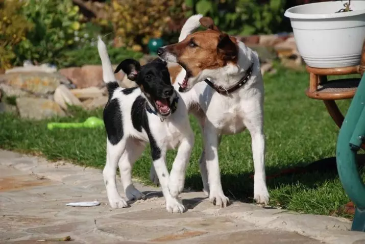 Smooth Fox Terrier (32 foto): Deskripsi breed Shorthair, karakteristik karakter. Berapa banyak anjing yang Anda jalani? 23065_4