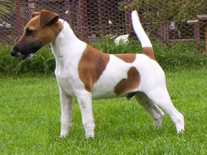 Fox Terrier រលោង (32 រូបថត): ការពិពណ៌នាអំពីពូជ Shorthair, លក្ខណៈនៃតួអក្សរ។ តើអ្នករស់នៅឆ្កែប៉ុន្មានក្បាល? 23065_6