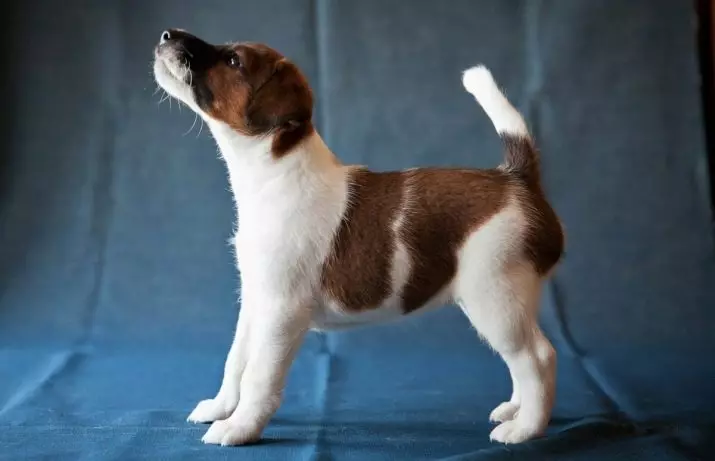 Smooth Fox Terrier (32 fotot): lühikarvalise tõu tähe kirjeldus, iseloomu omadused. Mitu koera sa elad? 23065_7