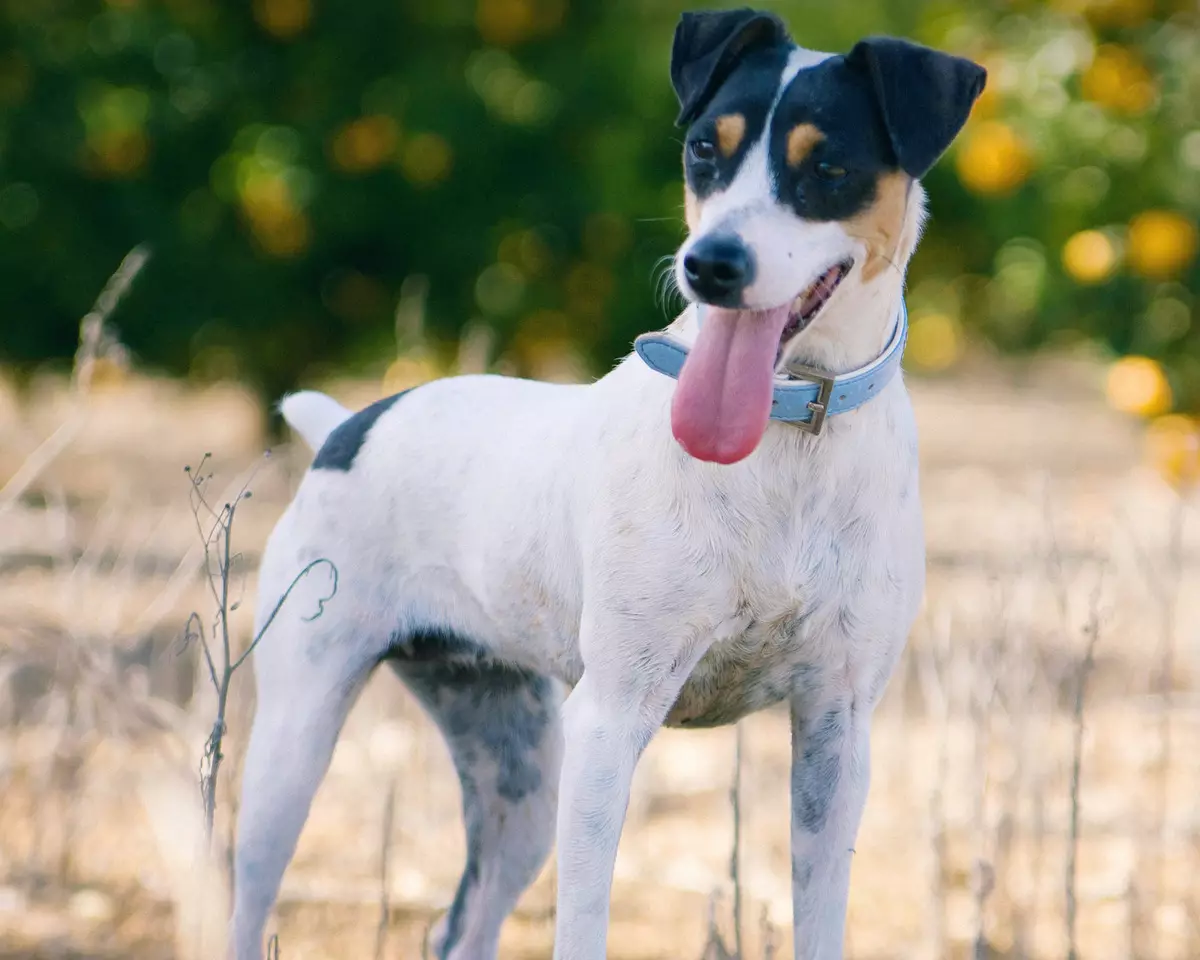 Liscio Fox Terrier (32 foto): Descrizione della razza Shorthair, caratteristiche del personaggio. Quanti cani vivi? 23065_9