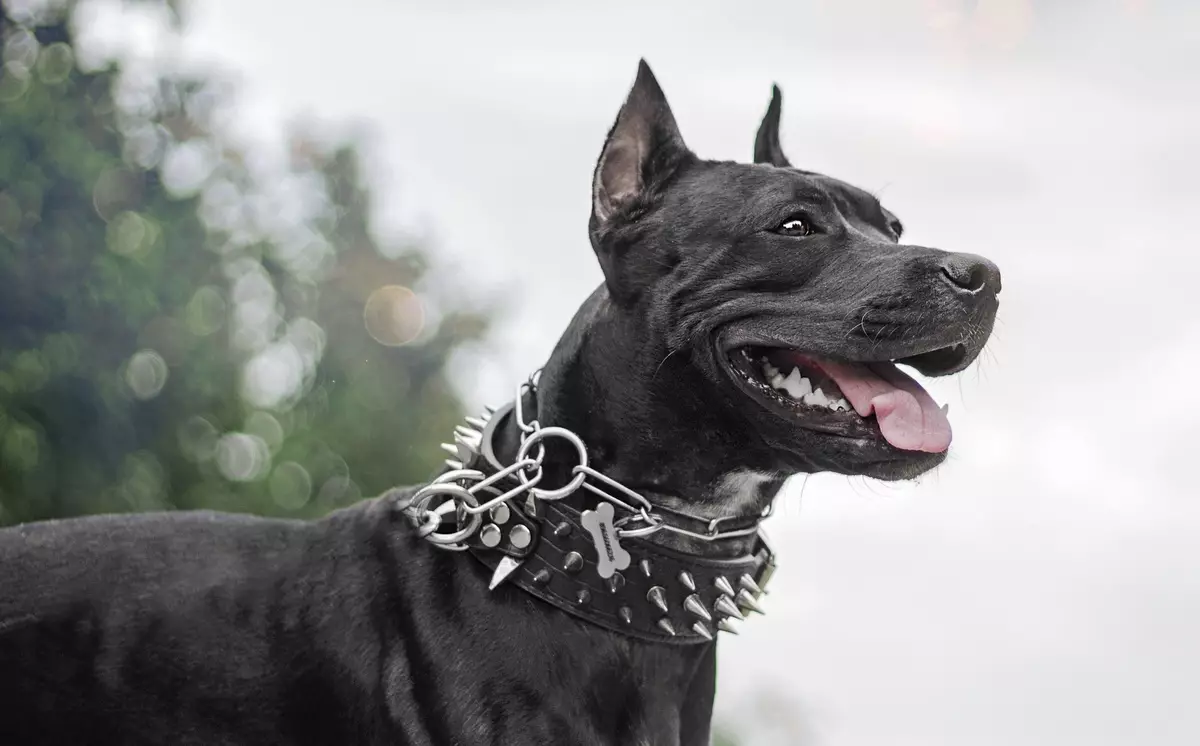 Staffordshire Terrier negro (19 fotos): descrición das amafas americanas da cor negra, o contido de cachorros e cans adultos 23066_10