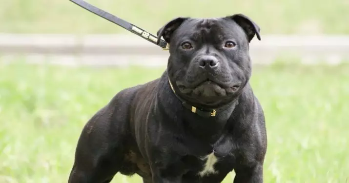 Staffordshire Terrier negro (19 fotos): descrición das amafas americanas da cor negra, o contido de cachorros e cans adultos 23066_12