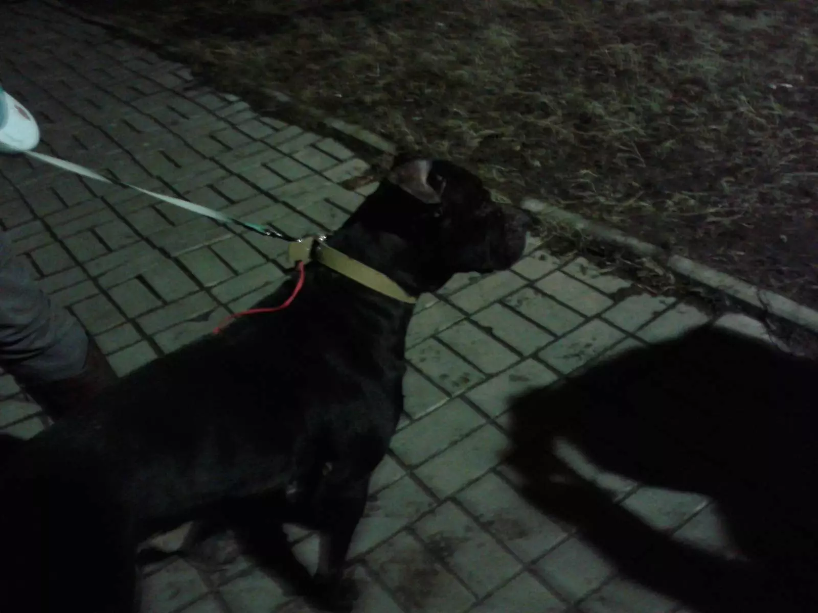 I-Black Staffordshire Terrier (izithombe eziyi-19): Incazelo yama-Amtaffes aseMelika amnyama, okuqukethwe kwemidlwane nezinja ezindala 23066_14
