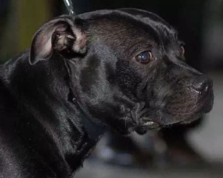 Staffordshire Terrier negro (19 fotos): descrición das amafas americanas da cor negra, o contido de cachorros e cans adultos 23066_2