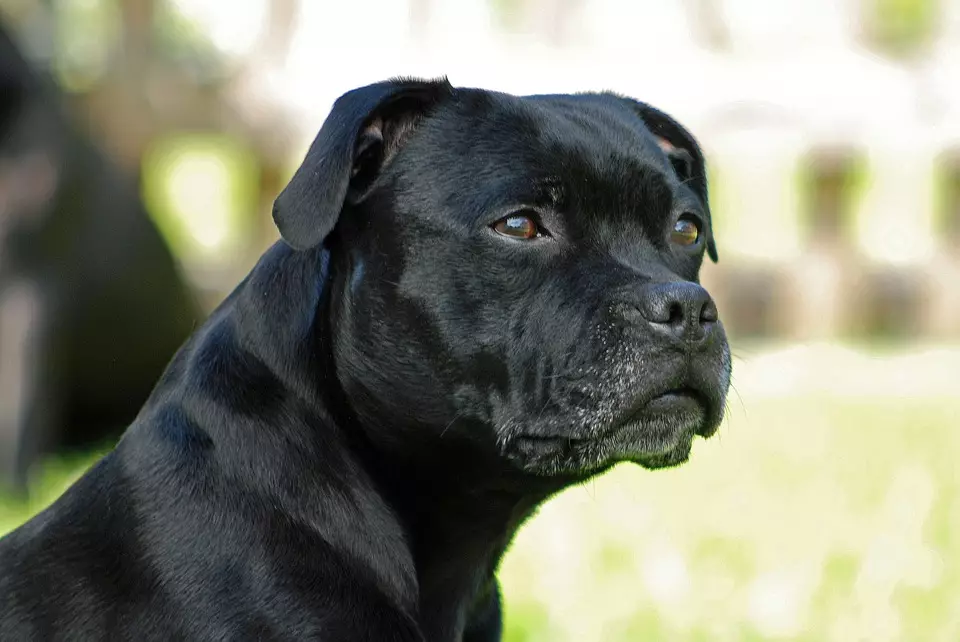 Staffordshire Terrier negro (19 fotos): descrición das amafas americanas da cor negra, o contido de cachorros e cans adultos 23066_3
