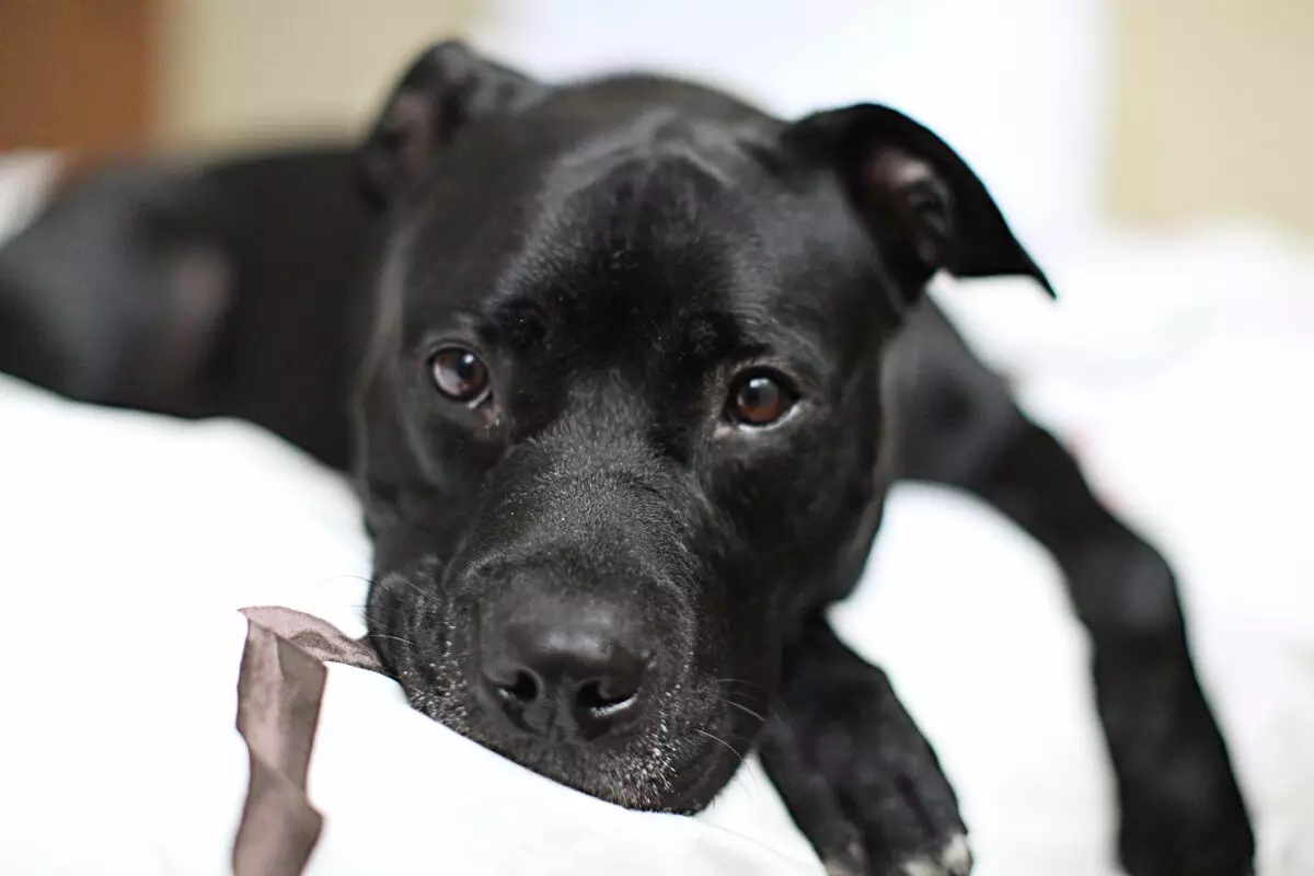 Staffordshire Terrier negro (19 fotos): descrición das amafas americanas da cor negra, o contido de cachorros e cans adultos 23066_4