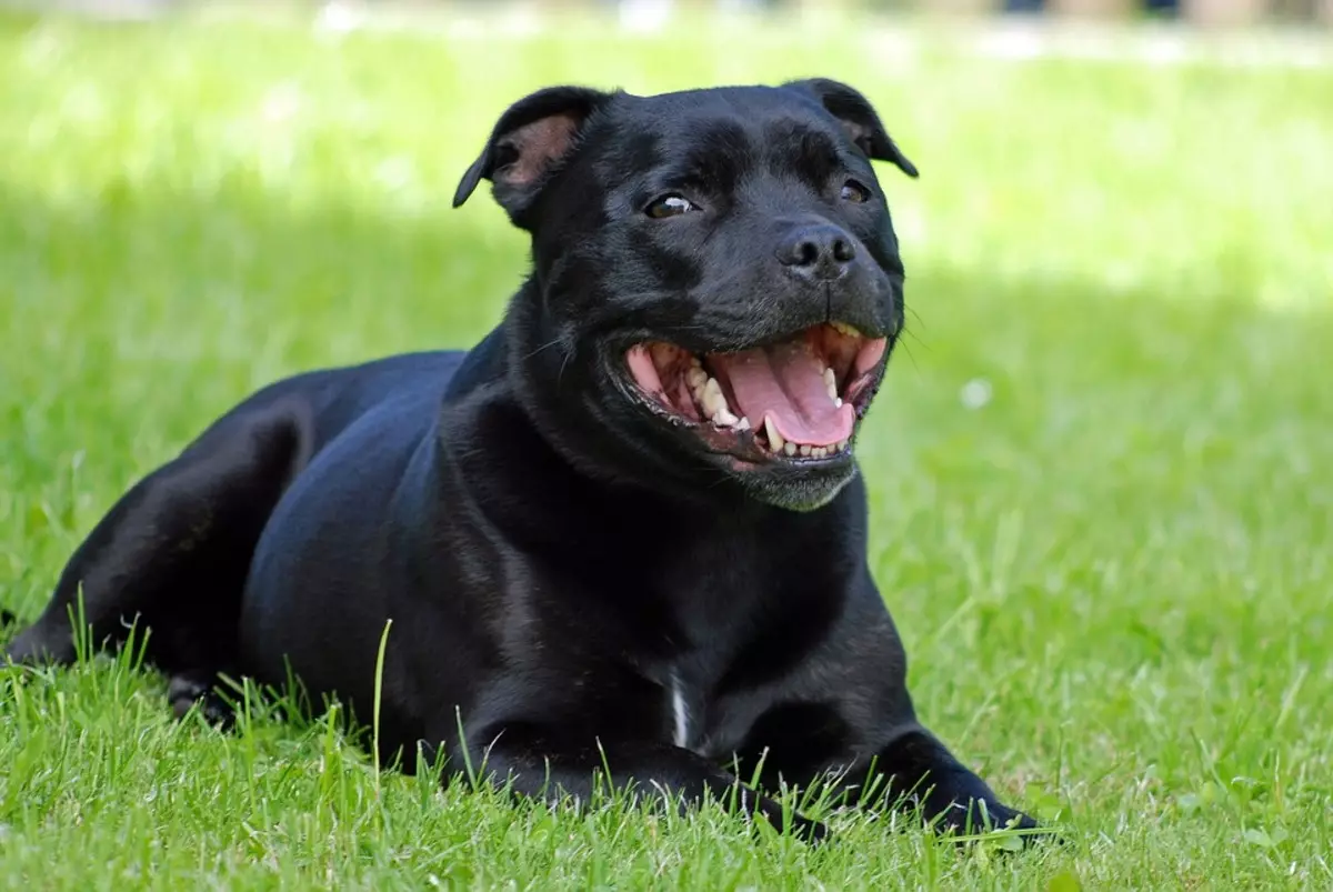 Staffordshire Terrier negro (19 fotos): descrición das amafas americanas da cor negra, o contido de cachorros e cans adultos 23066_6