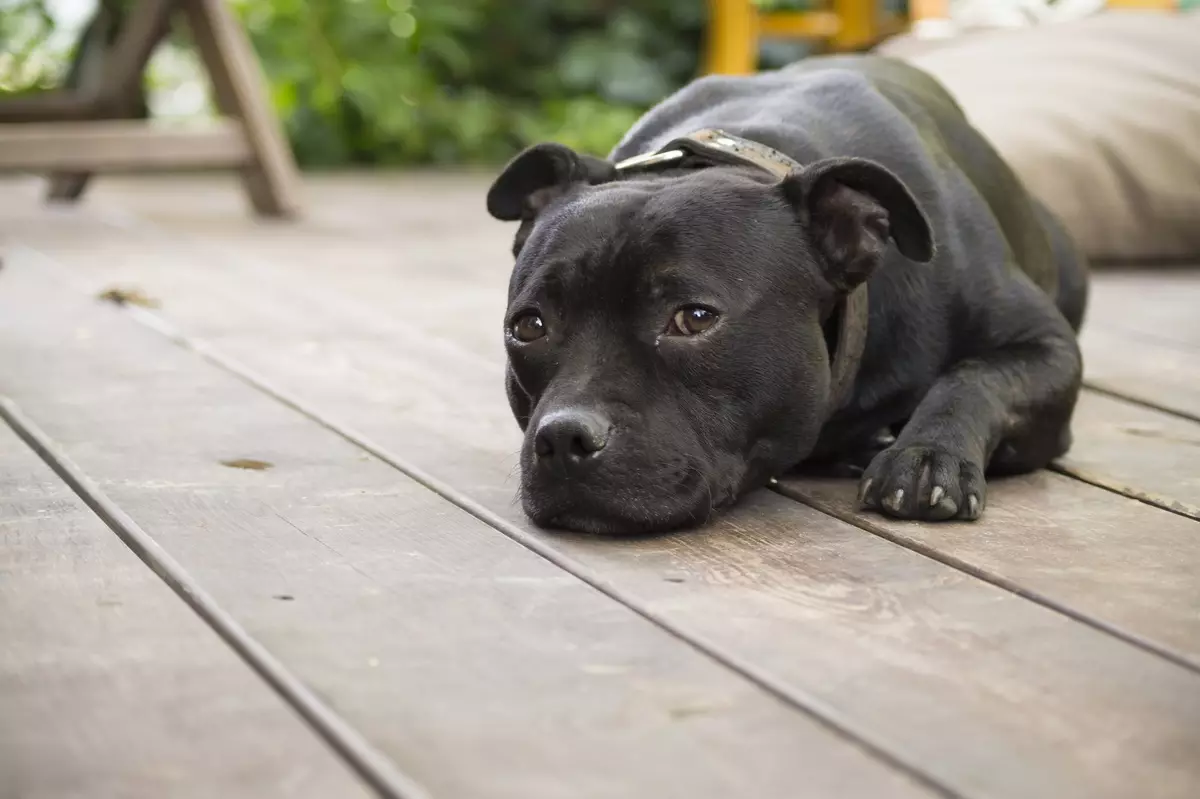 Staffordshire Terrier negro (19 fotos): descrición das amafas americanas da cor negra, o contido de cachorros e cans adultos 23066_7