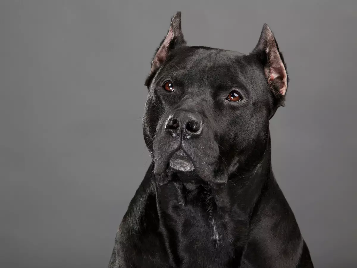 Staffordshire Terrier negro (19 fotos): descrición das amafas americanas da cor negra, o contido de cachorros e cans adultos 23066_8