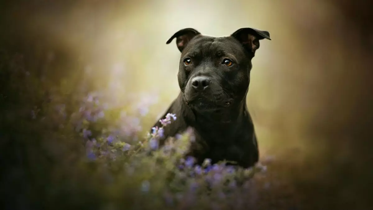 Staffordshire Terrier negro (19 fotos): descrición das amafas americanas da cor negra, o contido de cachorros e cans adultos 23066_9