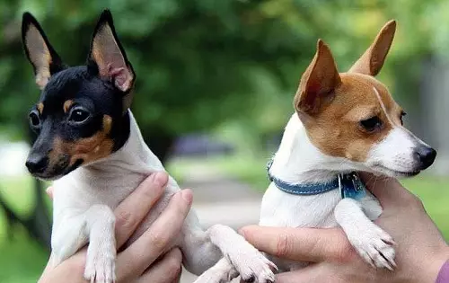Toy Fox Territory: Breed Description American Toy Fox Terrier, Black and Brown Terriers 23067_10