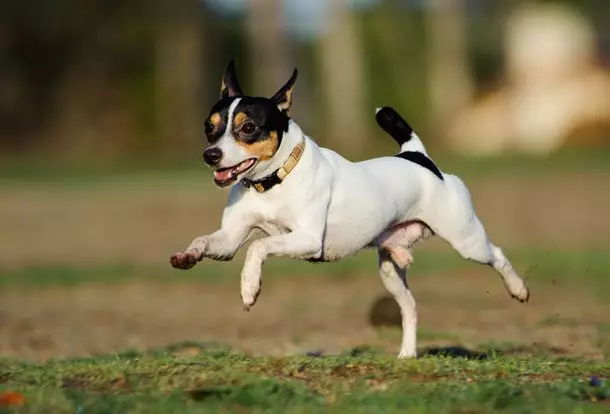 Toy Fox Territory: Breed Description American Toy Fox Terrier, Black and Brown Terriers 23067_12