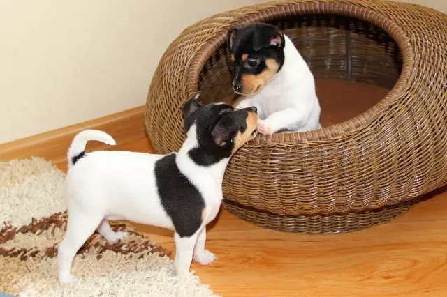 Toy Fox Territory: Breed Description American Toy Fox Terrier, Black and Brown Terriers 23067_20