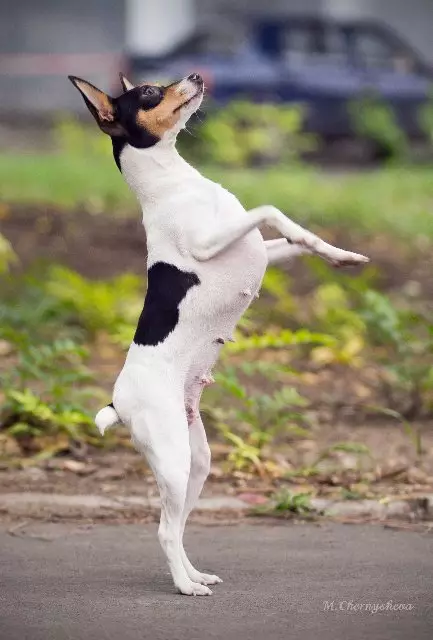 খেলনা ফক্স টেরিটরি: প্রজনন বর্ণনা আমেরিকান খেলনা ফক্স Terrier, কালো এবং বাদামী Terriers 23067_22