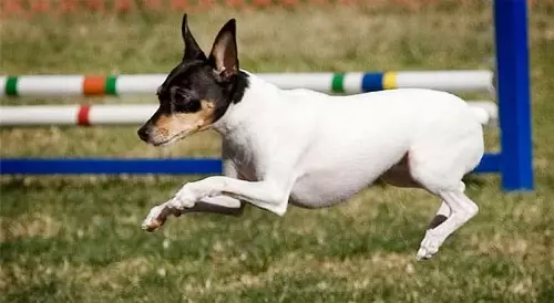 Toy Fox Territory: Breed Description American Toy Fox Terrier, Black and Brown Terriers 23067_24