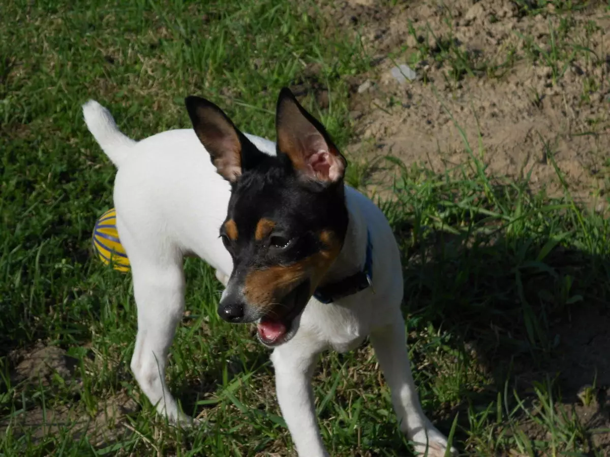 Toy Fox Territory: Breed Description American Toy Fox Terrier, Black and Brown Terriers 23067_25
