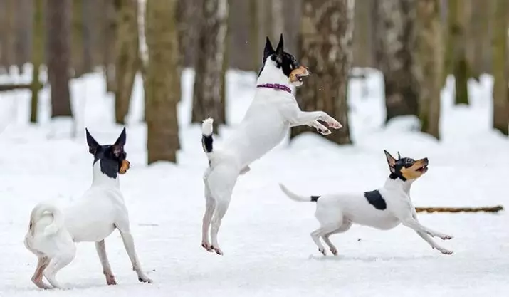 Toy Fox Territory: Breed Description American Toy Fox Terrier, Black and Brown Terriers 23067_28