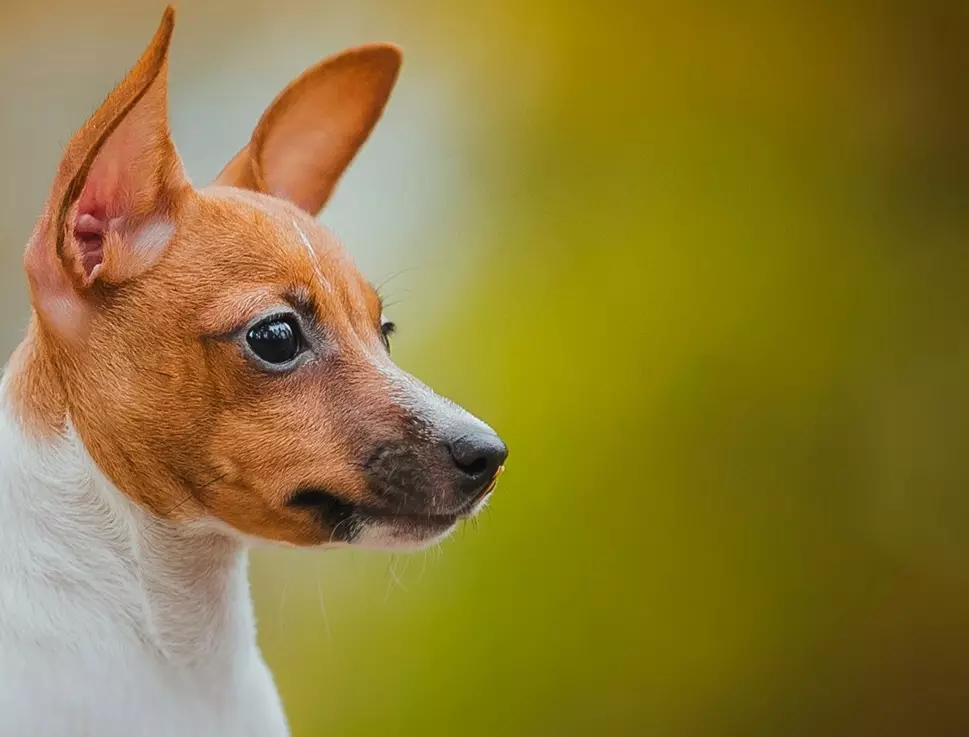 Оюнчук түлкү аймагы: The Breed Description American Toy Fox Terrier, кара жана күрөң терри 23067_7
