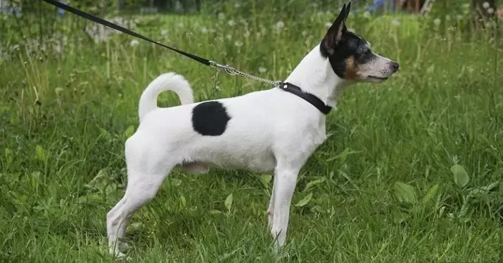 Toy Fox Territory: Breed Description American Toy Fox Terrier, Black and Brown Terriers 23067_9
