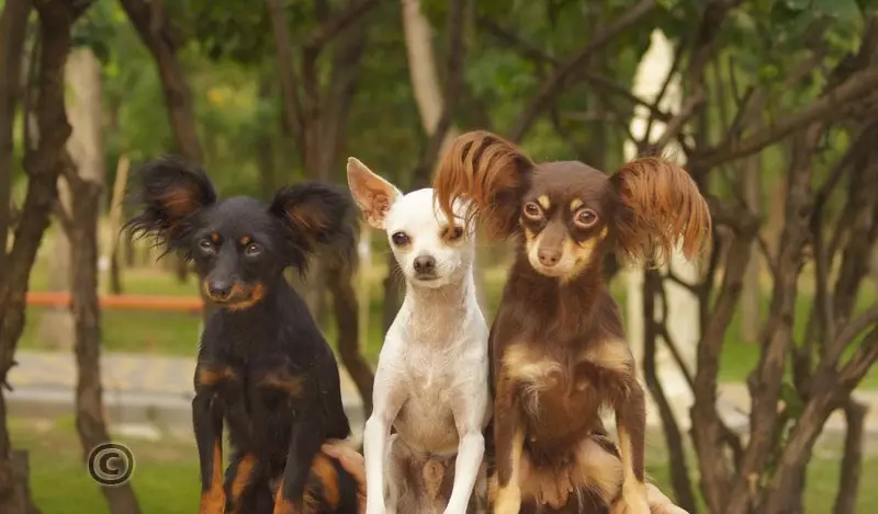 Langhåret Toy Terrier (39 bilder): Beskrivelse av rasen, omsorg for fluffy valper. Egenskaper av karakter. Typer Strezhek. 23069_12