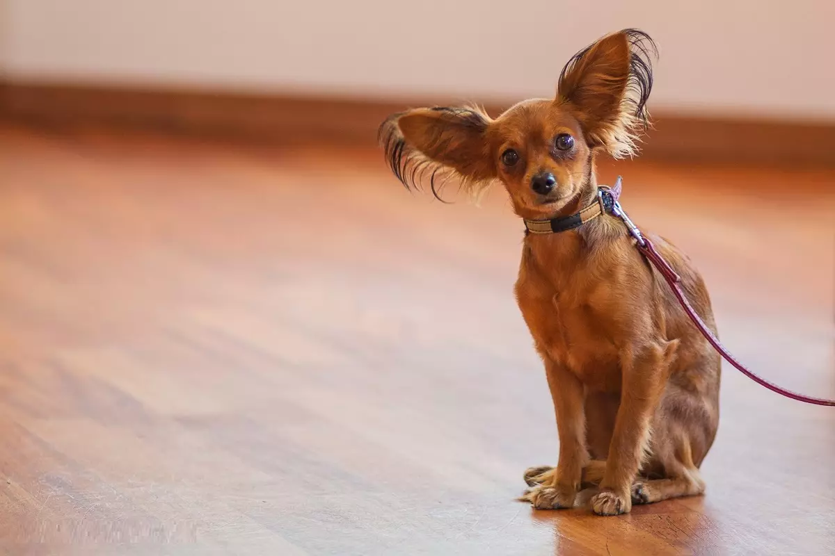 Langhåret Toy Terrier (39 bilder): Beskrivelse av rasen, omsorg for fluffy valper. Egenskaper av karakter. Typer Strezhek. 23069_13