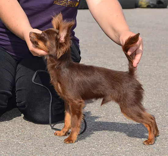 Long-hara ludilo Terrier (39 fotoj): Priskribo de la raso, zorgante pri lanugaj hundidoj. Karakterizaĵoj de karaktero. Tipoj de Strezhek 23069_14