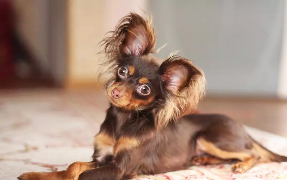 Langharige Toy Terrier (39 foto's): beschrijving van het ras, zorg voor pluizige pups. Kenmerken van karakter. Typen Strezhek 23069_16