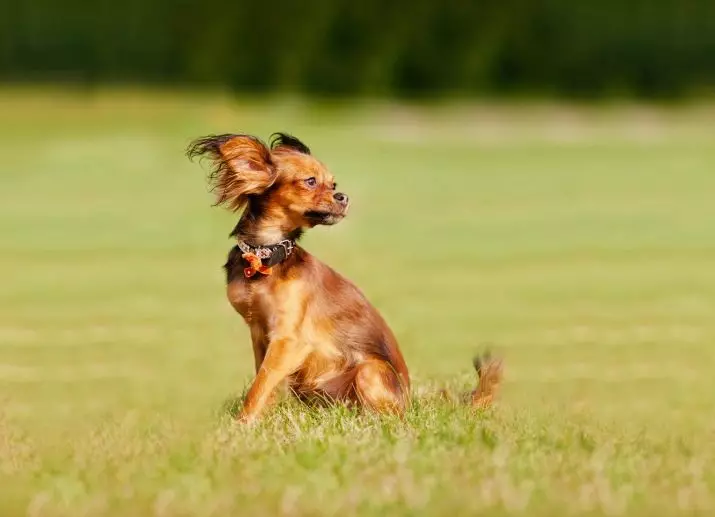 ມີຂົນຍາວນານ terrier toy ຍາວ (39 ຮູບ): ລາຍລະອຽດຂອງສາຍພັນ, ການດູແລສໍາລັບ puppies fluffy. ຄຸນລັກສະນະຂອງຕົວລະຄອນ. ປະເພດຂອງ strezhek 23069_20