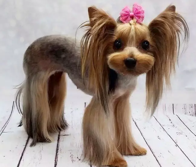 Toy Terrier yang berambut panjang (39 foto): Deskripsi jenis, merawat anak-anak anjing yang berbulu. Fitur karakter. Jenis Strezhek. 23069_21