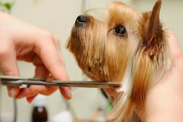 Toy Terrier yang berambut panjang (39 foto): Deskripsi jenis, merawat anak-anak anjing yang berbulu. Fitur karakter. Jenis Strezhek. 23069_23