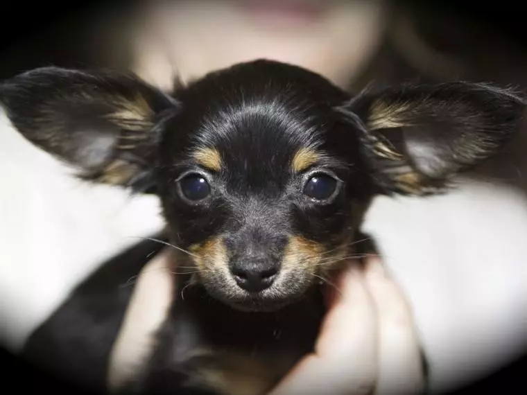 Toy Terrier yang berambut panjang (39 foto): Deskripsi jenis, merawat anak-anak anjing yang berbulu. Fitur karakter. Jenis Strezhek. 23069_24