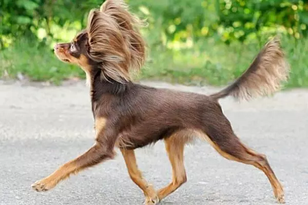 Langhåret Toy Terrier (39 bilder): Beskrivelse av rasen, omsorg for fluffy valper. Egenskaper av karakter. Typer Strezhek. 23069_25