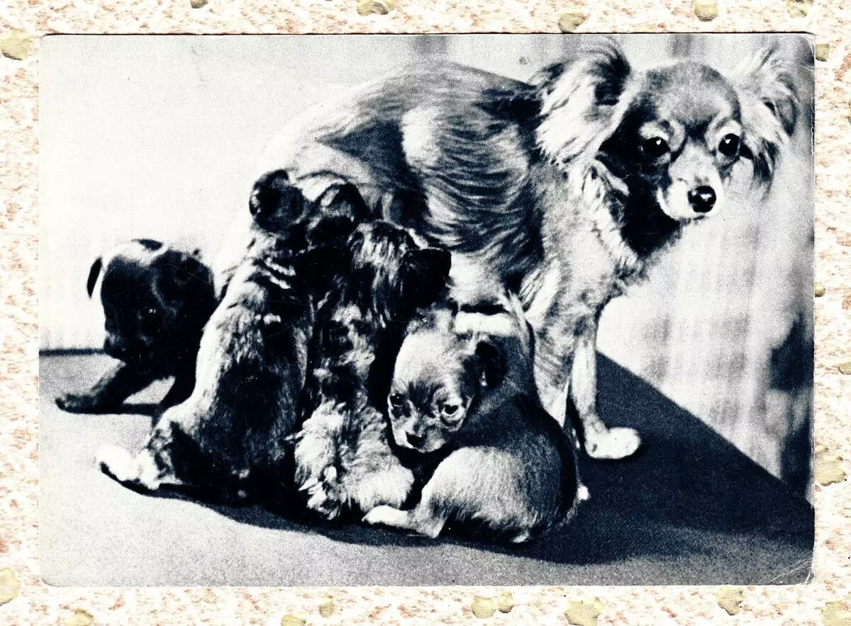 Long-hara ludilo Terrier (39 fotoj): Priskribo de la raso, zorgante pri lanugaj hundidoj. Karakterizaĵoj de karaktero. Tipoj de Strezhek 23069_3