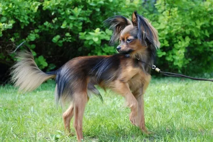 Langhåret Toy Terrier (39 bilder): Beskrivelse av rasen, omsorg for fluffy valper. Egenskaper av karakter. Typer Strezhek. 23069_32