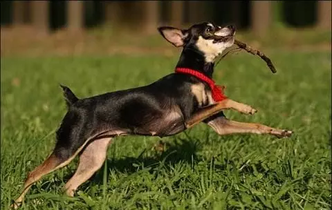 Toy Terrier yang berambut panjang (39 foto): Deskripsi jenis, merawat anak-anak anjing yang berbulu. Fitur karakter. Jenis Strezhek. 23069_39