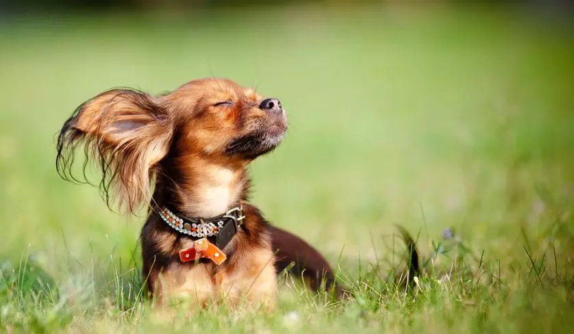 Langhåret Toy Terrier (39 bilder): Beskrivelse av rasen, omsorg for fluffy valper. Egenskaper av karakter. Typer Strezhek. 23069_6