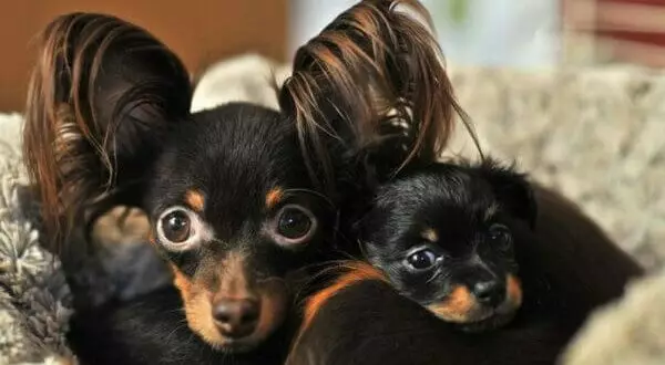 Langharige Toy Terrier (39 foto's): beschrijving van het ras, zorg voor pluizige pups. Kenmerken van karakter. Typen Strezhek 23069_7