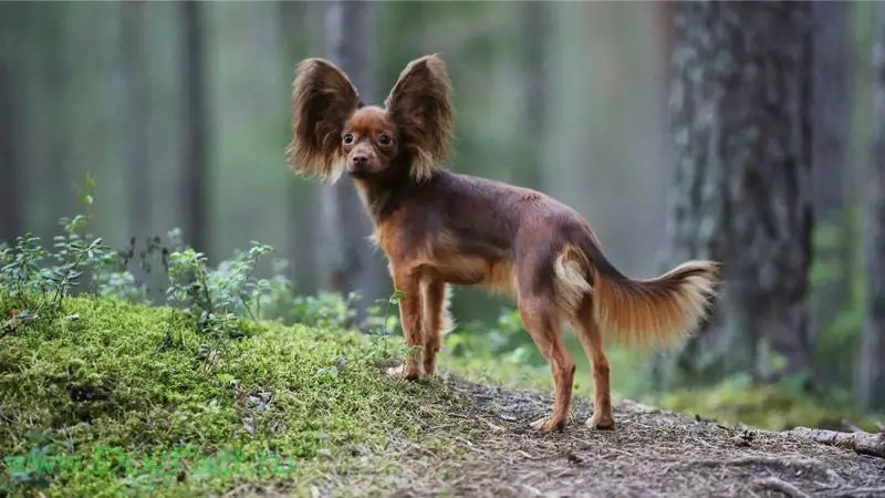 Langharige Toy Terrier (39 foto's): beschrijving van het ras, zorg voor pluizige pups. Kenmerken van karakter. Typen Strezhek 23069_9