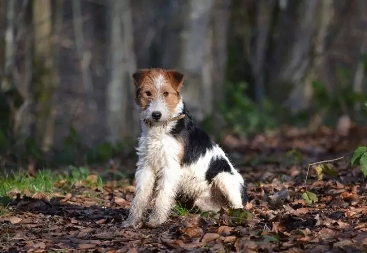 Fox Terrier (64 լուսանկար). Bre եղատեսակների սորտերի նկարագրությունը: Շների համեմատություն Tweeters- ով: Սեւ եւ այլ գույների որսորդական շներ: Որքան են նրանք ապրում: 23071_10