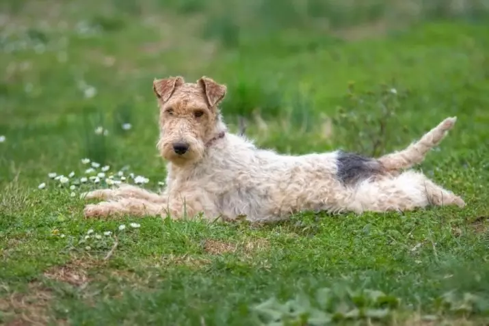 Fox Terrier (64 fotot): tõu sortide kirjeldus. Koerte võrdlus Tweetritega. Mustade ja teiste värvide jahikoertel. Kui palju nad elavad? 23071_19