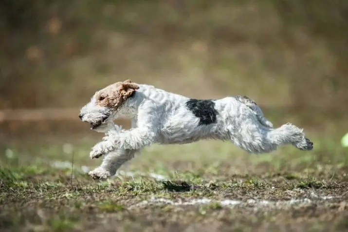 Fox Terrier (64 photos): Description des variétés de race. Comparaison des chiens avec des tweeters. Chasse des chiens de noir et d'autres couleurs. Combien vivent-ils? 23071_20