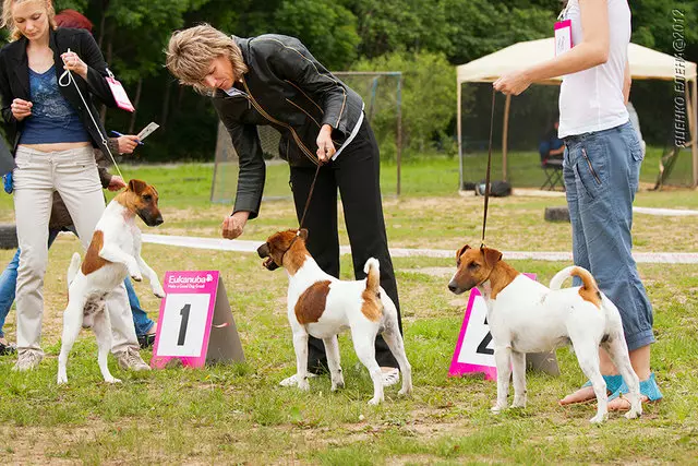 Fox Terrier (64 fotot): tõu sortide kirjeldus. Koerte võrdlus Tweetritega. Mustade ja teiste värvide jahikoertel. Kui palju nad elavad? 23071_32