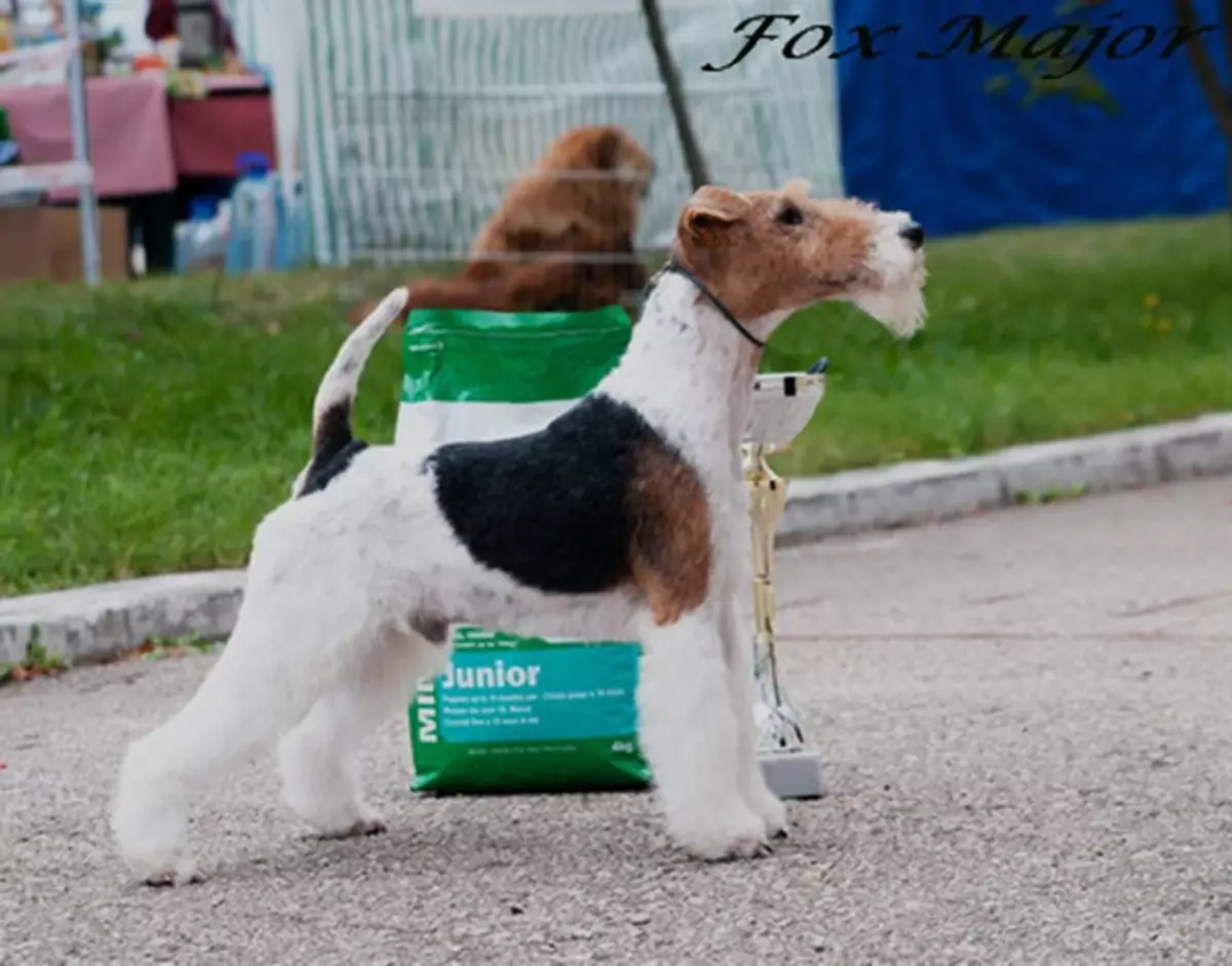 Fox Terrier (64 photos): Description des variétés de race. Comparaison des chiens avec des tweeters. Chasse des chiens de noir et d'autres couleurs. Combien vivent-ils? 23071_33